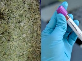 Is Sanna Makki a Herbal Cure for COVID-19 or a False Rumor?