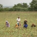 Over 78000 Farmers Registered through Bardana Mobile App During Lockdown Bardana Mobile App for Farmers