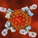 47D11 Can Prevent & Cure Coronavirus Infection: Scientists Coronavirus