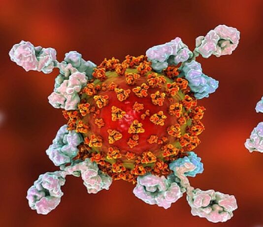 47D11 Can Prevent & Cure Coronavirus Infection: Scientists Coronavirus