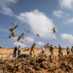 Locusts a Bigger Threat to Pakistan’s Economy Than Coronavirus: Food Experts