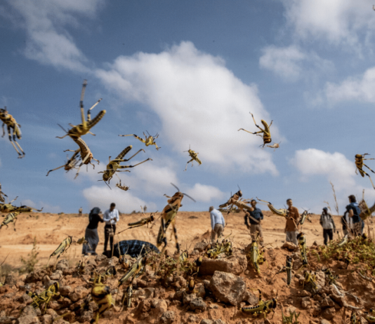 Locusts a Bigger Threat to Pakistan’s Economy Than Coronavirus: Food Experts