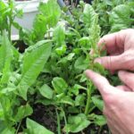 Leaves Will Now Send E-Mails To Humans Spinach Plants