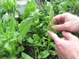 Leaves Will Now Send E-Mails To Humans Spinach Plants