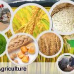 The Government Aims To Cultivate 220 Million Acres: Cheema Pakistan Agriculture