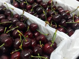 Cherries from Pakistan Head to China’s Markets For the First Time Cherry-Exports