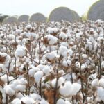 Cotton Production to Exceed 10 Million Bales