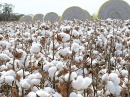 Cotton Production to Exceed 10 Million Bales