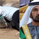 Sheikh Mohammed Gifts Horses & an Equestrian Center Dubai-Ruler