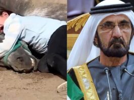 Sheikh Mohammed Gifts Horses & an Equestrian Center Dubai-Ruler