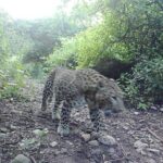 Leopard Strikes Fear in Murree as it Enters Residential Areas