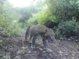 Leopard Strikes Fear in Murree as it Enters Residential Areas