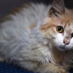 Cat Drops Baby from Roof: Tragic Incident in India Cat