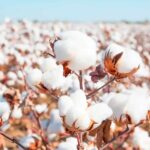 Cotton Production Surges Despite Challenges: A Promising Start to 2023