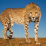 Indian Wildlife Official Dismissed After Eight Cheetahs Die