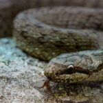 Floods Unleash Enormous Snake on Border Village Snake
