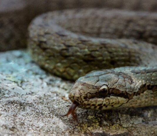 Floods Unleash Enormous Snake on Border Village Snake