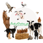 Buy or Sell Animals, Birds, and Livestock in Pakistan