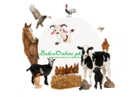 Buy or Sell Animals, Birds, and Livestock in Pakistan